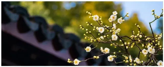 梅花生长在哪里 | 农业问题