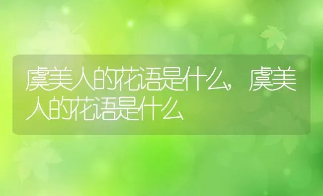 虞美人的花语是什么,虞美人的花语是什么 | 养殖常见问题