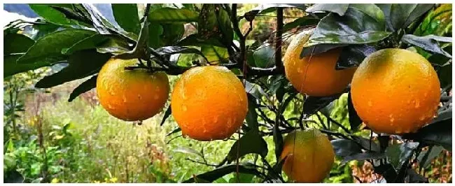 脐橙多久挂果 | 三农答疑