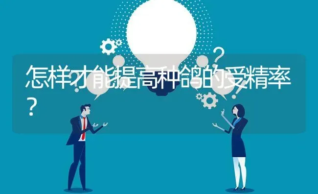 怎样才能提高种鸽的受精率? | 养殖问题解答