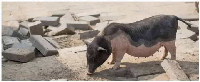 母猪配种十天不吃怎么了 | 农业常识