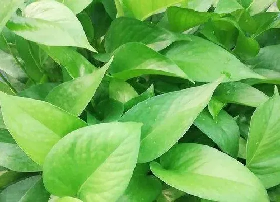 植物常识问题|绿萝怎么养护爆盆