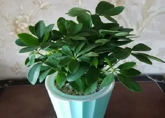 植物常识问题|如何正确的给鸭掌木施肥