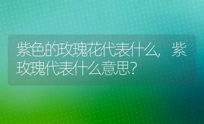 紫色的玫瑰花代表什么,紫玫瑰代表什么意思？ | 养殖常见问题