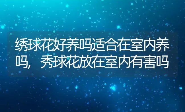 绣球花好养吗适合在室内养吗,秀球花放在室内有害吗 | 养殖常见问题