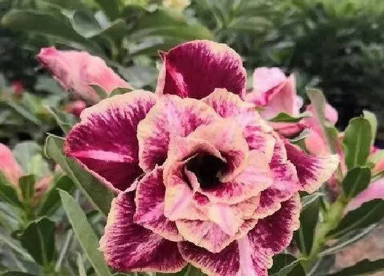 植物常识问题|沙漠玫瑰落花苞原因及养护技巧