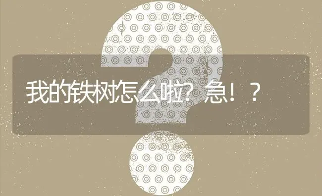 我的铁树怎么啦?急！? | 养殖问题解答