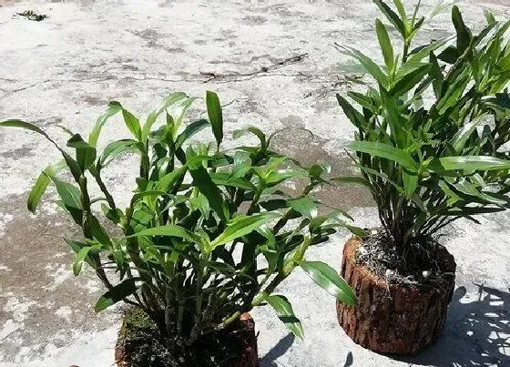 植物常识问题|中国十大仙草排名 最贵的仙草排行榜