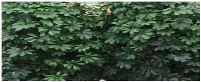 八方来财种植注意事项 | 农业问题