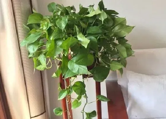 植物常识问题|绿萝怎么养护爆盆