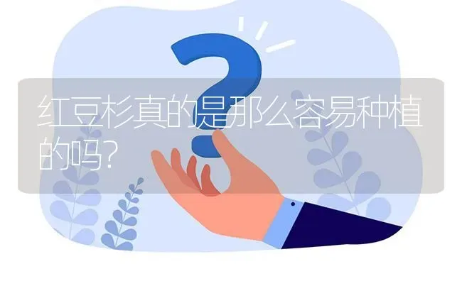 红豆杉真的是那么容易种植的吗? | 养殖问题解答