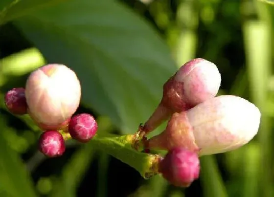 植物常识问题|买回带花苞的茶花可以洗根吗