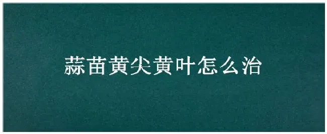 蒜苗黄尖黄叶怎么治 | 农业常识