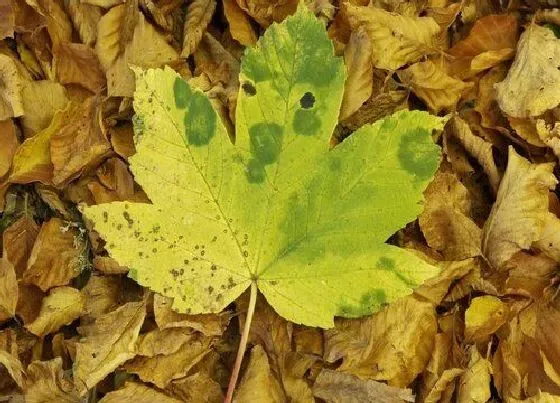 植物常识问题|兰花如何养护爆盆