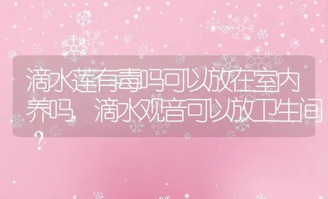 滴水莲有毒吗可以放在室内养吗,滴水观音可以放卫生间？ | 养殖常见问题