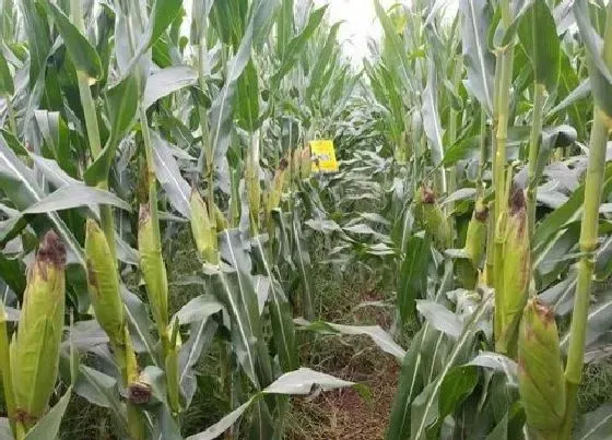 植物常识问题|玉米苗后用除草剂几个叶打最好（除草剂什么时候打效果好）