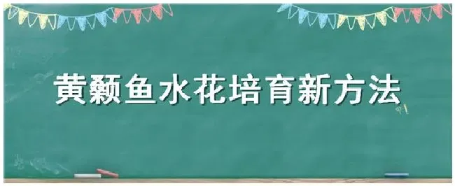 黄颡鱼水花培育新方法 | 生活常识