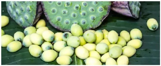 莲子是什么花的果实 | 三农答疑