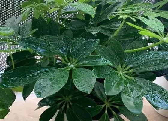 植物常识问题|如何正确的给鸭掌木施肥