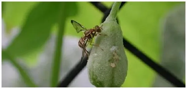 杀针蜂的特效农药 | 生活常识