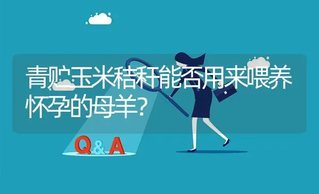 青贮玉米秸秆能否用来喂养怀孕的母羊? | 养殖问题解答