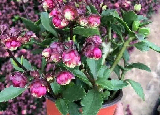 植物常识问题|长寿花盆里长蘑菇如何处理