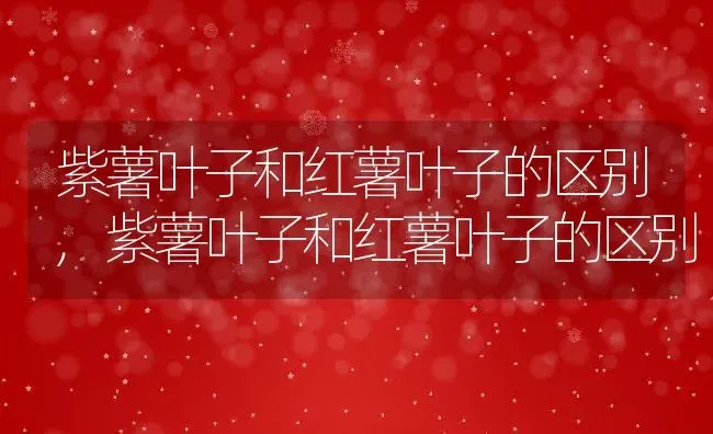紫薯叶子和红薯叶子的区别,紫薯叶子和红薯叶子的区别 | 养殖常见问题