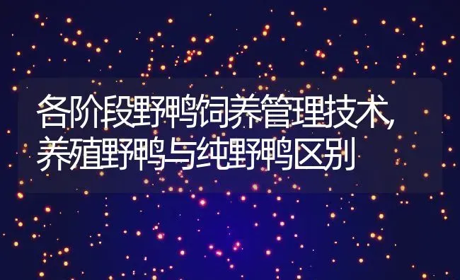 各阶段野鸭饲养管理技术,养殖野鸭与纯野鸭区别 | 养殖常见问题