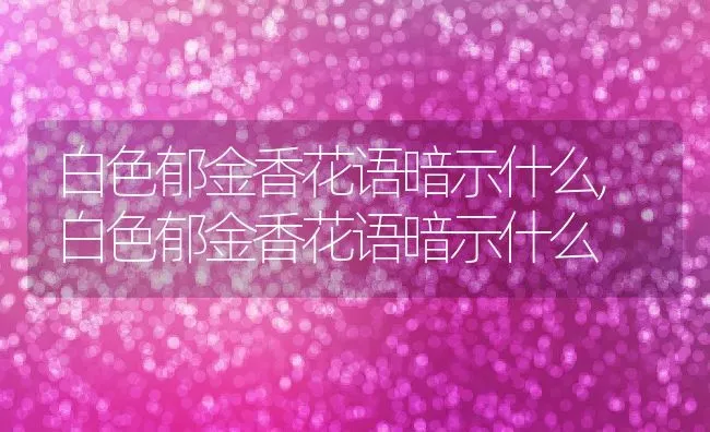 白色郁金香花语暗示什么,白色郁金香花语暗示什么 | 养殖常见问题