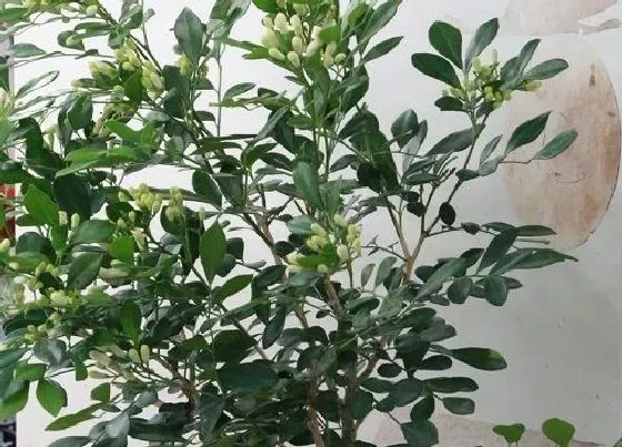 植物常识问题|九里香哪个品种好