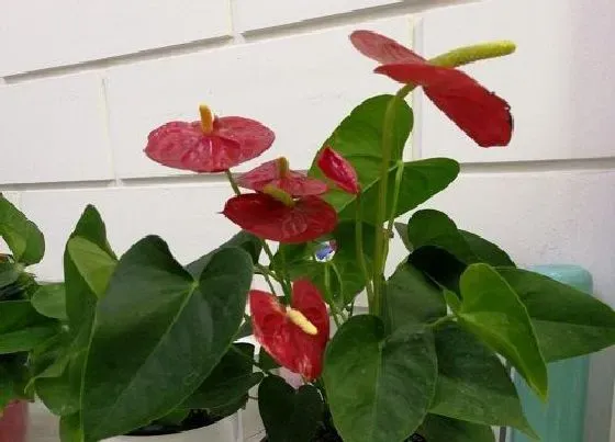植物常识问题|红掌长出矮又小的花朵该怎么处理