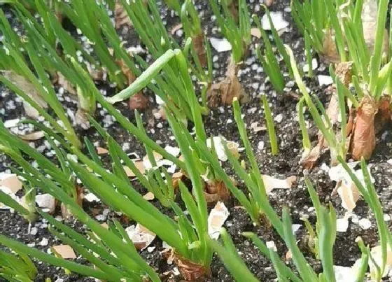 植物常识问题|小香葱种植技术和种植时间 （大面积种植香葱经验介绍）