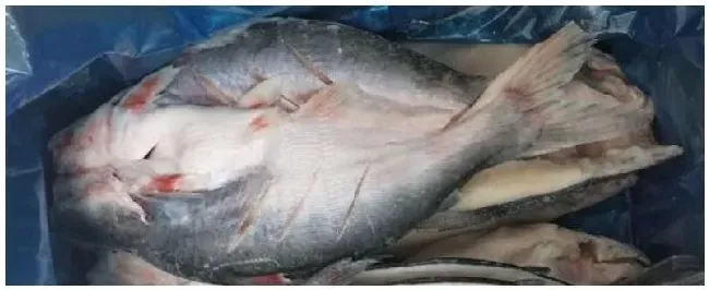 凌波鱼是海鱼吗 | 科普知识