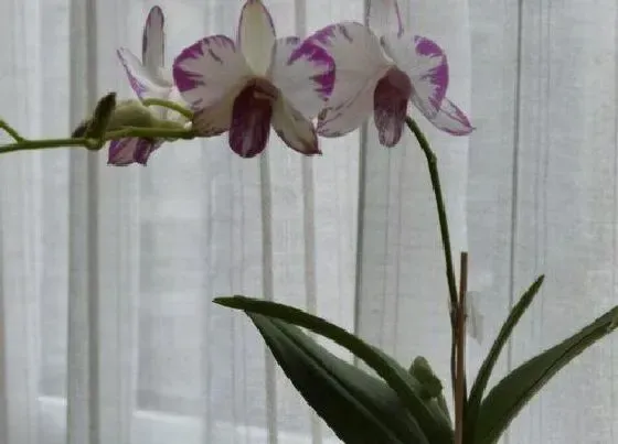 植物常识问题|兰花怎么养壮根又促花  催花小妙招