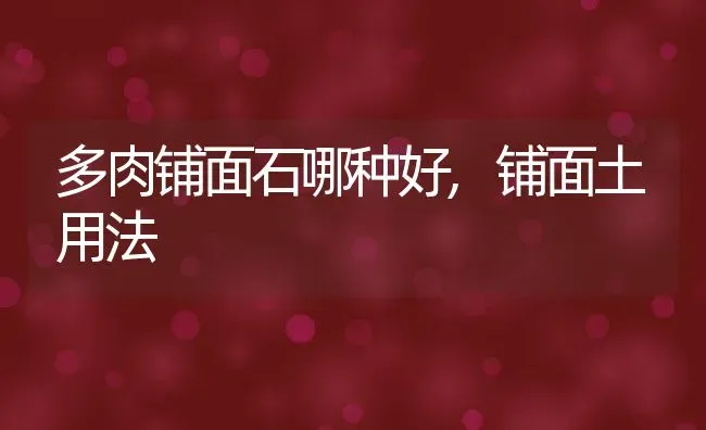 多肉铺面石哪种好,铺面土用法 | 养殖常见问题