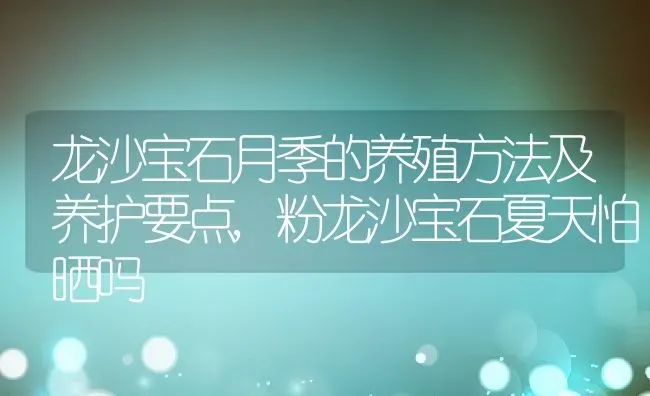 龙沙宝石月季的养殖方法及养护要点,粉龙沙宝石夏天怕晒吗 | 养殖常见问题