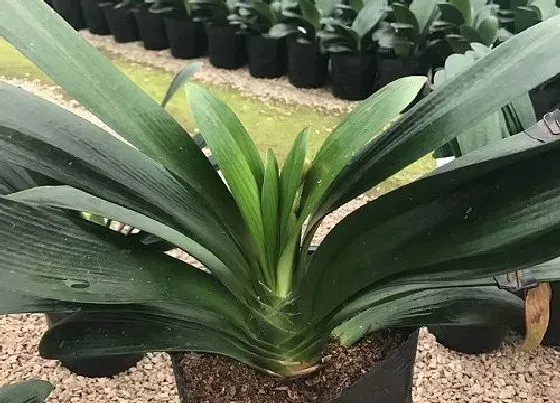 植物常识问题|入秋后怎么养君子兰侧芽冒不停