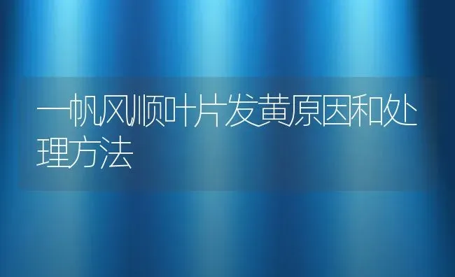 一帆风顺叶片发黄原因和处理方法 | 养殖常见问题