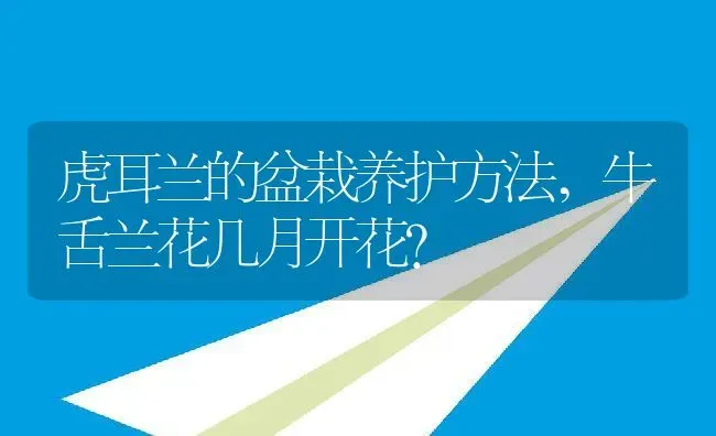 虎耳兰的盆栽养护方法,牛舌兰花几月开花？ | 养殖常见问题