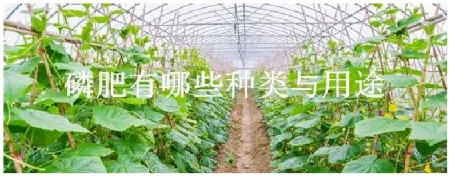 磷肥有哪些种类与用途 | 农业常识