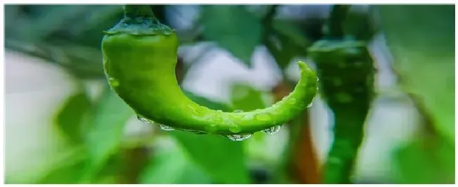 阳台种辣椒催芽方法 | 科普知识