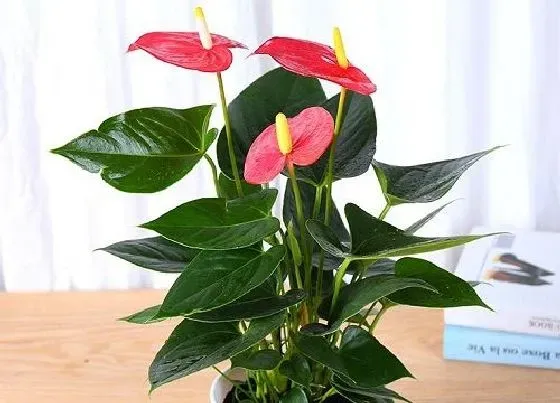 植物常识问题|红掌长出矮又小的花朵该怎么处理