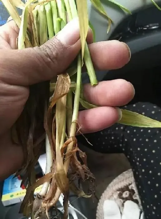 植物常识问题|小麦打除草剂导致发黄怎么补救（小麦中了除草剂药害）