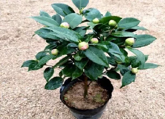 植物常识问题|买回带花苞的茶花可以洗根吗