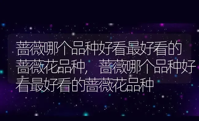 蔷薇哪个品种好看最好看的蔷薇花品种,蔷薇哪个品种好看最好看的蔷薇花品种 | 养殖常见问题