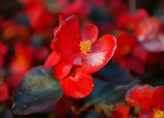 植物常识问题|家里养四季海棠花好不好 四季海棠可以放在室内养吗