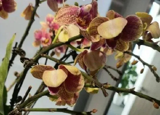 植物常识问题|购买蝴蝶兰要看哪些方面轻松选到好苗