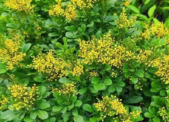 植物常识问题|米兰花怎么养护不断开花