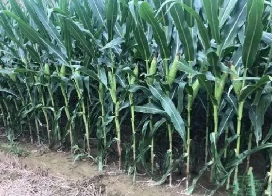 植物常识问题|玉米苗后用除草剂几个叶打最好（除草剂什么时候打效果好）