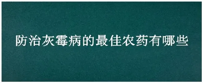 防治灰霉病的最佳农药有哪些 | 农业问题